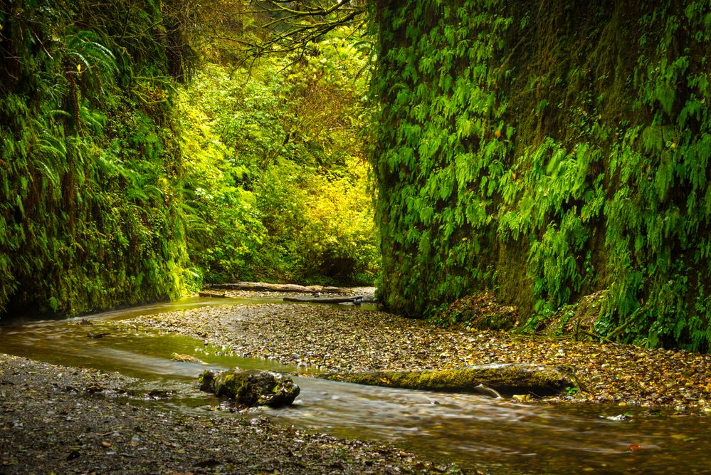 Redwood National Park.jpg