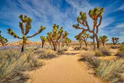 A Look at California's 9 National Parks