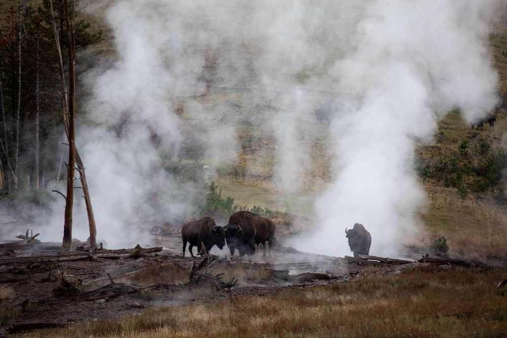Experience wildlife, like bison, elk, mule deer, trout, owls, and more at Yellowstone National Park, photo by Stephen M. Keller