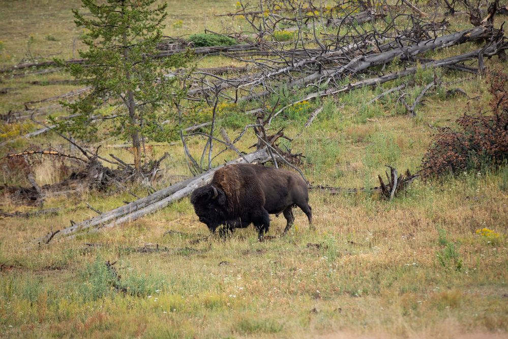 Experience wildlife sights like Buffalos at Yellowstone National Park, photo by Stephen M. Keller