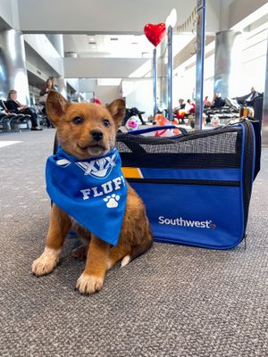 We’re Headed to The Big Game—Puppy Bowl!