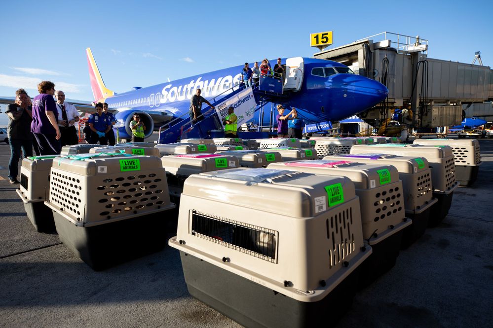 Southwest Partners with Greater Good Charities and Lucky Dog Animal Rescue to Transport More Than 130 Shelter Animals .JPG