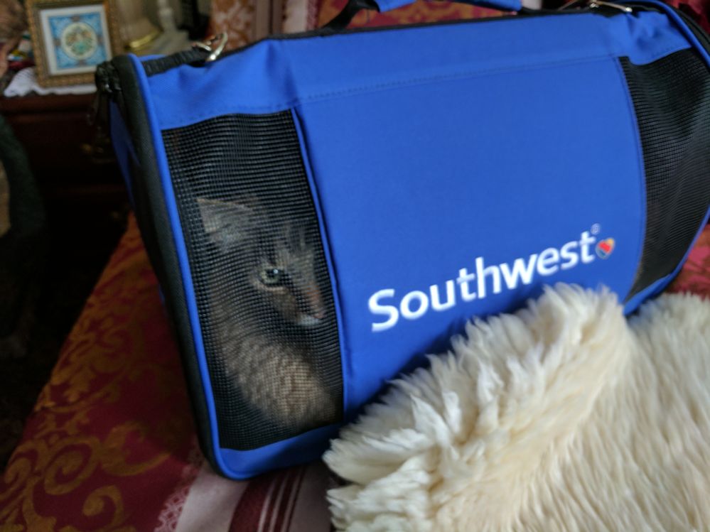 Mellow the cat getting ready to fly across states to go home
